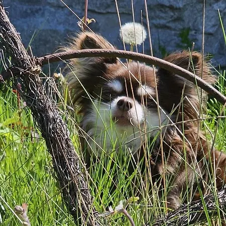 Ferienhaus-wurzbach Feriehus Wurzbach
