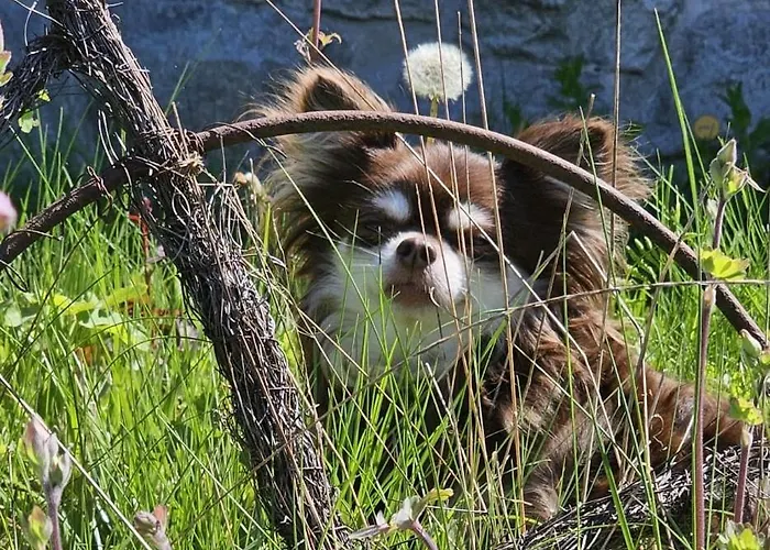 Ferienhaus-wurzbach Casa de Férias Wurzbach